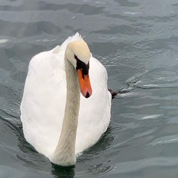 Meet your Posher, Mario - Picture 1 of 1